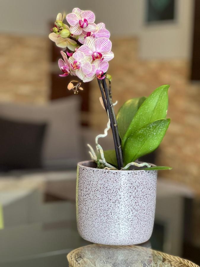 Dorina Wellness Apartman Siofok Bagian luar foto